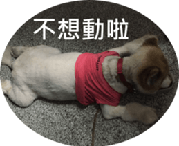 Alaskan Husky - DiDi's Daily life sticker #13866431