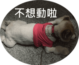 Alaskan Husky - DiDi's Daily life sticker #13866431