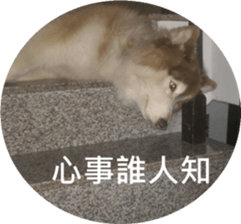 Alaskan Husky - DiDi's Daily life sticker #13866432