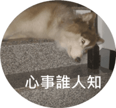 Alaskan Husky - DiDi's Daily life sticker #13866432