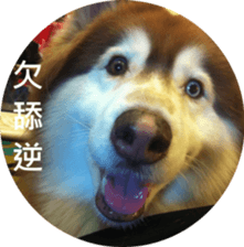Alaskan Husky - DiDi's Daily life sticker #13866433