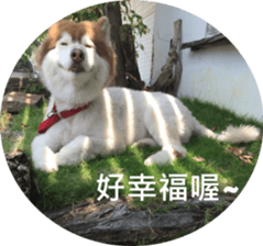 Alaskan Husky - DiDi's Daily life sticker #13866434