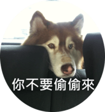 Alaskan Husky - DiDi's Daily life sticker #13866435