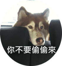Alaskan Husky - DiDi's Daily life sticker #13866435