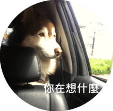 Alaskan Husky - DiDi's Daily life sticker #13866436
