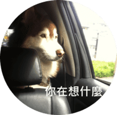 Alaskan Husky - DiDi's Daily life sticker #13866436