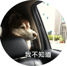 Alaskan Husky - DiDi's Daily life sticker #13866437