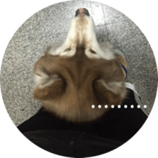 Alaskan Husky - DiDi's Daily life sticker #13866438