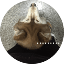 Alaskan Husky - DiDi's Daily life sticker #13866438