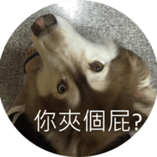Alaskan Husky - DiDi's Daily life sticker #13866439
