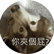 Alaskan Husky - DiDi's Daily life sticker #13866439