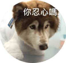 Alaskan Husky - DiDi's Daily life sticker #13866440