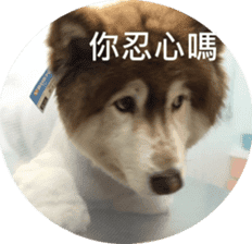 Alaskan Husky - DiDi's Daily life sticker #13866440
