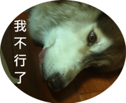 Alaskan Husky - DiDi's Daily life sticker #13866441