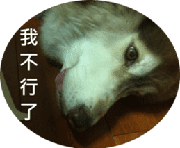 Alaskan Husky - DiDi's Daily life sticker #13866441