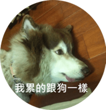 Alaskan Husky - DiDi's Daily life sticker #13866442