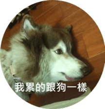 Alaskan Husky - DiDi's Daily life sticker #13866442