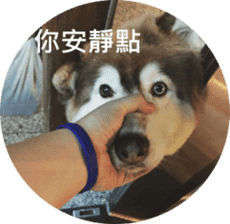 Alaskan Husky - DiDi's Daily life sticker #13866443