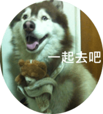 Alaskan Husky - DiDi's Daily life sticker #13866444