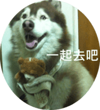 Alaskan Husky - DiDi's Daily life sticker #13866444