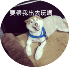 Alaskan Husky - DiDi's Daily life sticker #13866445