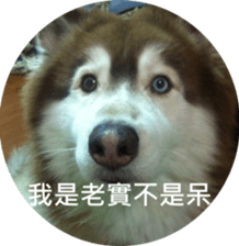 Alaskan Husky - DiDi's Daily life sticker #13866446