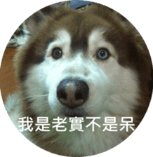 Alaskan Husky - DiDi's Daily life sticker #13866446