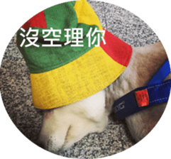 Alaskan Husky - DiDi's Daily life sticker #13866447