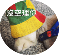 Alaskan Husky - DiDi's Daily life sticker #13866447