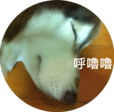 Alaskan Husky - DiDi's Daily life sticker #13866448