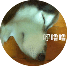 Alaskan Husky - DiDi's Daily life sticker #13866448