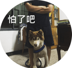 Alaskan Husky - DiDi's Daily life sticker #13866449