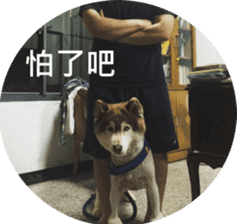 Alaskan Husky - DiDi's Daily life sticker #13866449