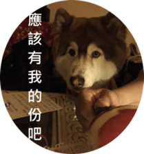 Alaskan Husky - DiDi's Daily life sticker #13866450