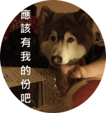 Alaskan Husky - DiDi's Daily life sticker #13866450