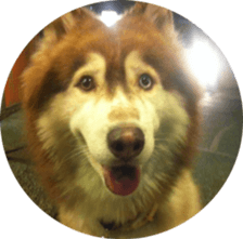 Alaskan Husky - DiDi's Daily life sticker #13866451