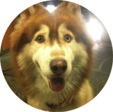 Alaskan Husky - DiDi's Daily life sticker #13866451