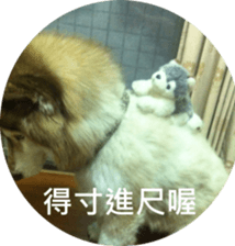 Alaskan Husky - DiDi's Daily life sticker #13866452
