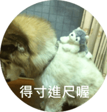 Alaskan Husky - DiDi's Daily life sticker #13866452