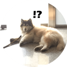 Alaskan Husky - DiDi's Daily life sticker #13866453