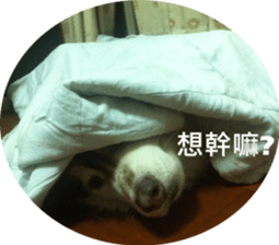Alaskan Husky - DiDi's Daily life sticker #13866454