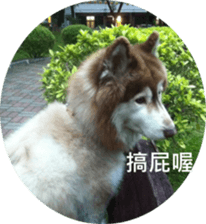 Alaskan Husky - DiDi's Daily life sticker #13866455