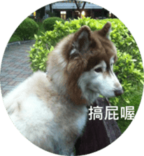 Alaskan Husky - DiDi's Daily life sticker #13866455