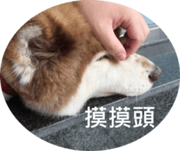 Alaskan Husky - DiDi's Daily life sticker #13866456