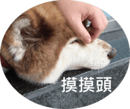 Alaskan Husky - DiDi's Daily life sticker #13866456