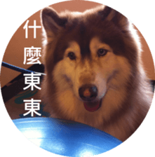 Alaskan Husky - DiDi's Daily life sticker #13866457
