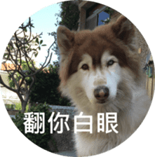 Alaskan Husky - DiDi's Daily life sticker #13866458