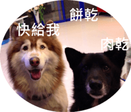 Alaskan Husky - DiDi's Daily life sticker #13866459