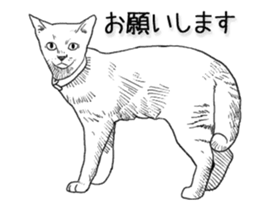 Morphing cat sticker #13866589