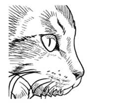 Morphing cat sticker #13866597